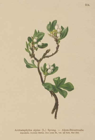 Alp Bearberry (Arctostaphylos alpina, Arctostaphylos alpinus) by German School