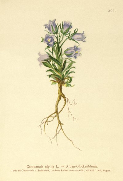 Alp Çan çiçeği (Campanula alpina) by German School