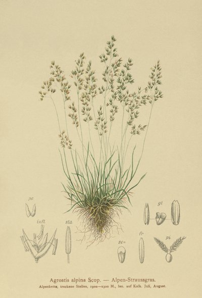 Alp Bentgrass (Agrostis alpina, Aira flavescens) by German School