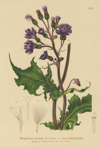 Alp Mavisi Devedikeni (Mulgedium alpinum, Cicerbita alpina) by German School