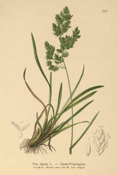 Alp Bluegrass (Poa alpina) by German School
