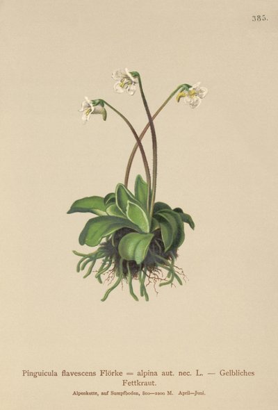 Alp Tereyağı (Pinguicula flavescens, Pinguicula alpina) by German School