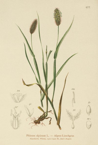 Alp Kedileri-kuyruğu (Phleum alpinum) by German School