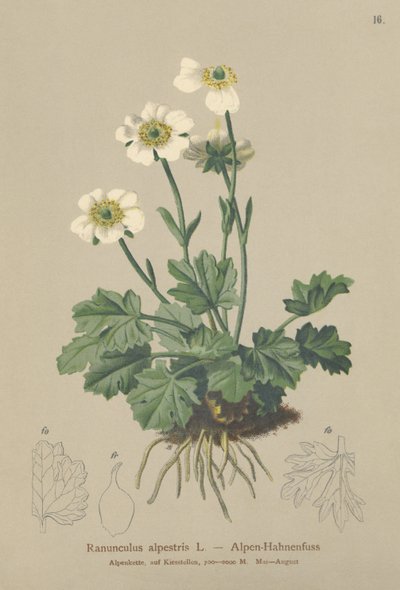 Alp Crowfoot (Ranunculus alpestris) by German School