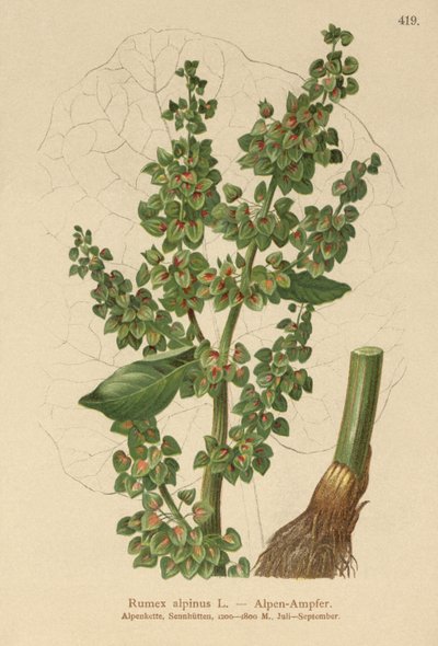 Alp İskelesi (Rumex alpinus) by German School