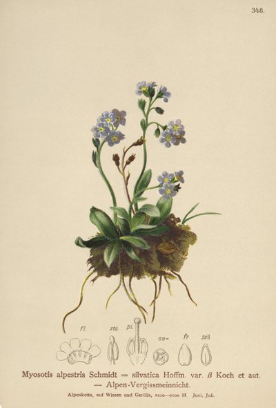 Alp Unutma beni (Myosotis alpestris, Myosotis silvatica) by German School