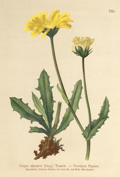 Alp Şahinleri Sakal (Crepis alpestris) by German School