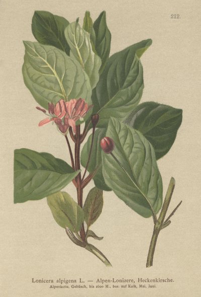 Alp Hanımeli (Lonicera alpigena) by German School