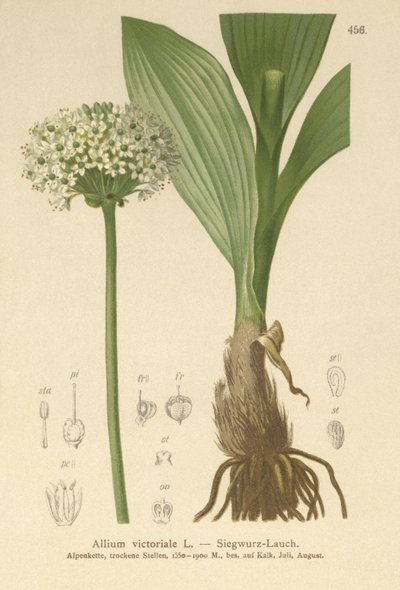 Alp Pırasa (Allium victorialis, Allium victoriale, Soğan zaferalis, Geboscon triphylum, Allium plantagineum, Allium anguinum) by German School