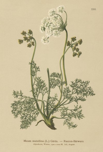 Alp Lovage (Mutellina