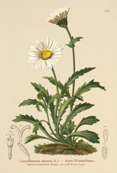 Alp Ay Papatyası (Leucanthemum alpinum, Leucanthemopsis alpina, Chrysanthemum alpinum, Tanacetum alpinum) by German School