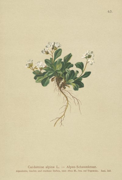Alp Kuzey teresi (Cardamine alpina) by German School