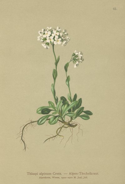 Alp Pennycress (Thlaspi alpinum, Noccaea alpestris subsp. alpestris, Thlaspi minimum, Noccaea crantzii, Thlaspi kerneri, Thlaspi alpinum var. kerneri, Thlaspi alpestre) by German School