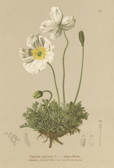 Alp Poppy (Papaver alpinum, subsp. alpinum) by German School