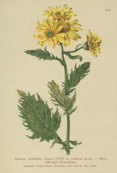 Alp Ragwort (Senecio cordifolius, Senecio cordifolius, Senecio alpinus, Jacobaea alpina) by German School