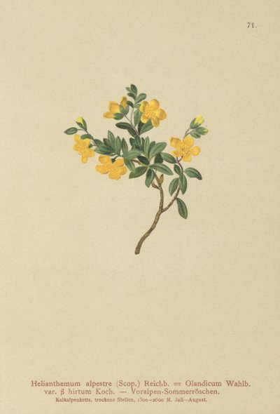 Alp Kaya Gülü (Helianthemum alpestre, Helianthemum Olandicum var. hirtum, Helianthemum montanum) by German School