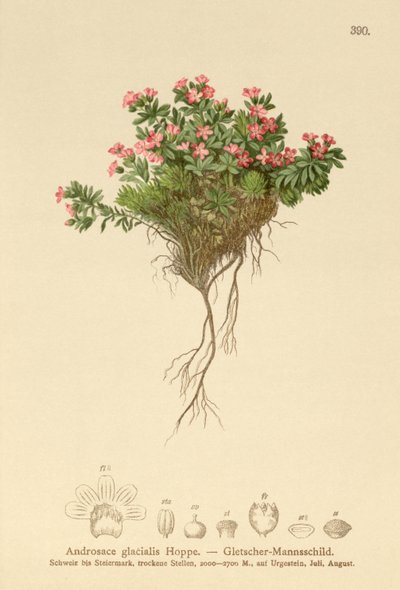 Alp Kayası Yasemin (Androsace glacialis, Androsace alpina) by German School