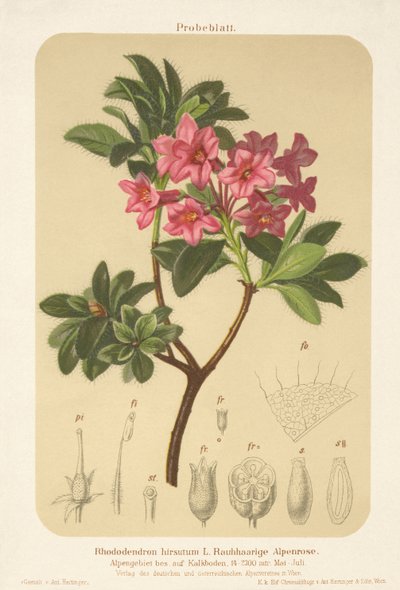 Alp Gülü (Rhododendron hirsutum) by German School