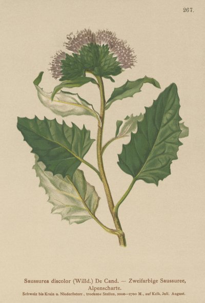 Alp Testere (Saussurea renk değişikliği) by German School