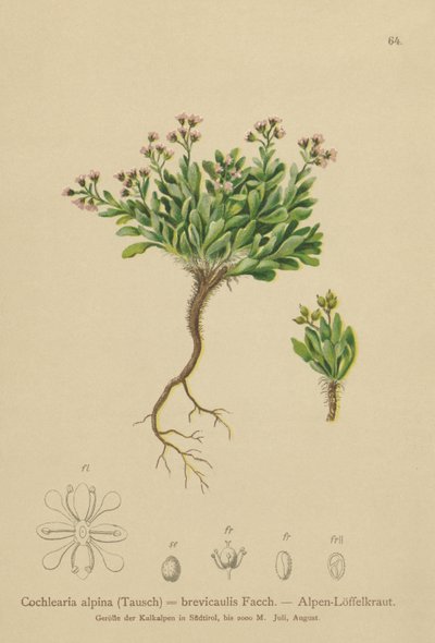 Alp Scurvygrass (Cochlearia alpina, Cochlearia brevicaulis) by German School