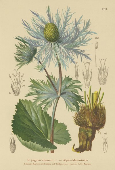 Alp Deniz Kutsal (Eryngium alpinum) by German School
