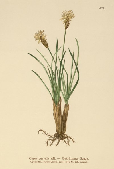Alp Sazı (Carex curvula) by German School