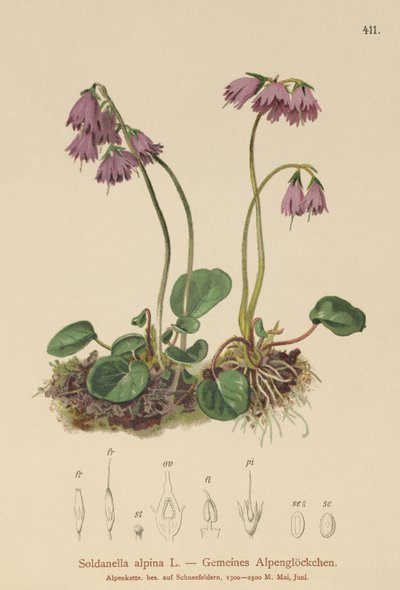 Alp Kar Çanı (Soldanella alpina) by German School