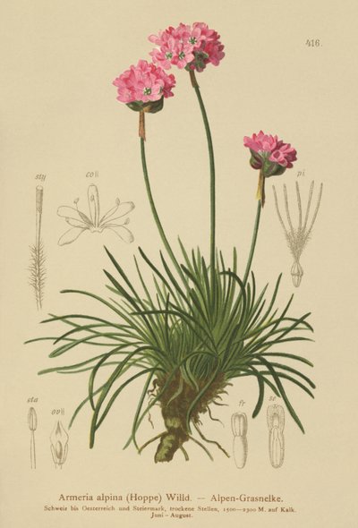 Alp Thrift (Armeria alpina) by German School