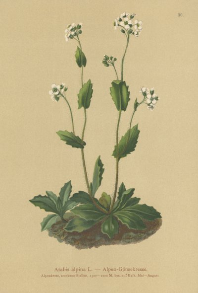 Alp teresi (Arabis alpina) by German School