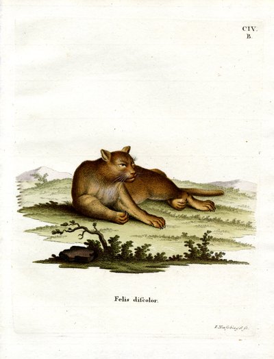 Amazon Puma (renkli gravür) by German School