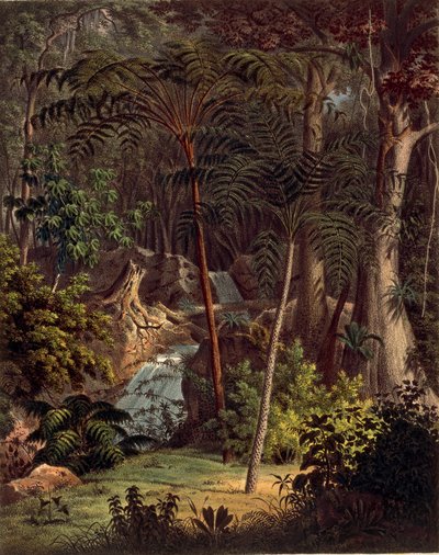 Amazon Yağmur Ormanı, Johann Baptist Von Spix ve Carl Friedrich Von Martius