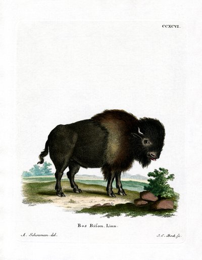 Amerikan Bizonu (renkli gravür) by German School