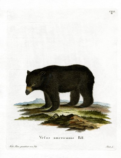Amerikan Kara Ayı (renkli gravür) by German School