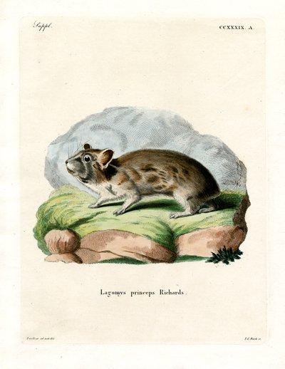 Amerikan Pika (renkli gravür) by German School