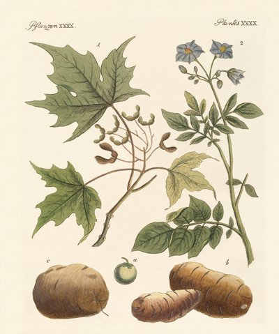 Amerikan bitkileri by German School