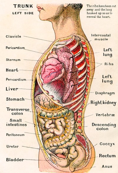 İnsan Gövdesinin Anatomik Görünümü by German School