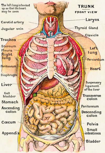 İnsan Gövdesinin Anatomik Görünümü by German School