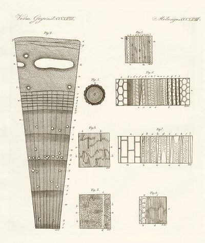Ahşabın anatomisi (renkli gravür) by German School