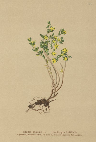 Yıllık Stonecrop (Sedum annuum) by German School