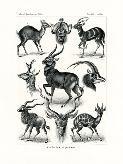 Antilopina, 1899-1904 by German School