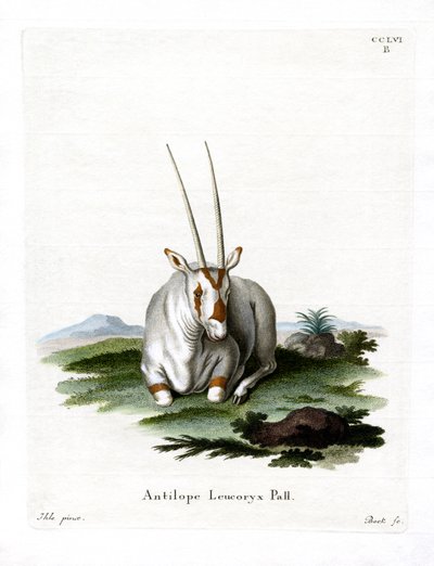 Arap Oryx (renkli gravür) by German School