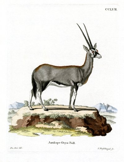 Arap Oryx (renkli gravür) by German School