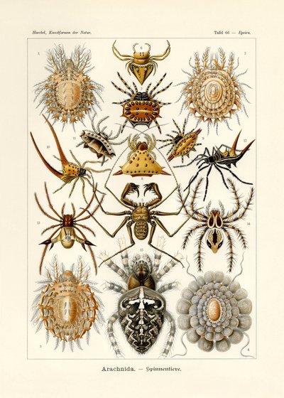 Arachnida, 1899-1904 by German School
