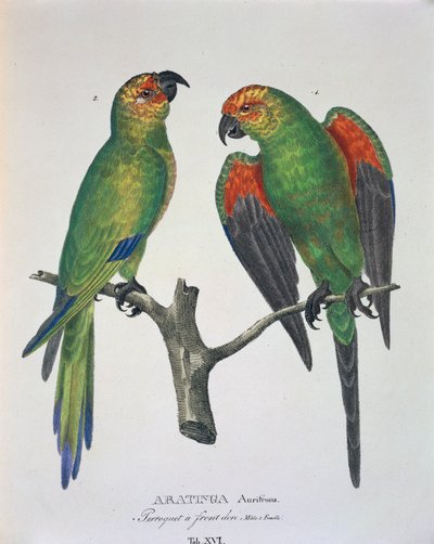Aratinga Aurifrons (erkek ve dişi), Johann Baptist Von Spix ve Carl Friedrich Von Martius tarafından hazırlanan 
