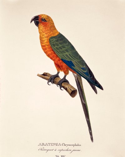Aratinga Chrysocephalus, Johann Baptist Von Spix ve Carl Friedrich Von Martius tarafından hazırlanan 