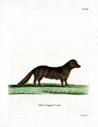 Arctic Fox (renkli gravür) by German School
