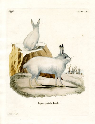 Arctic Hare (renkli gravür) by German School