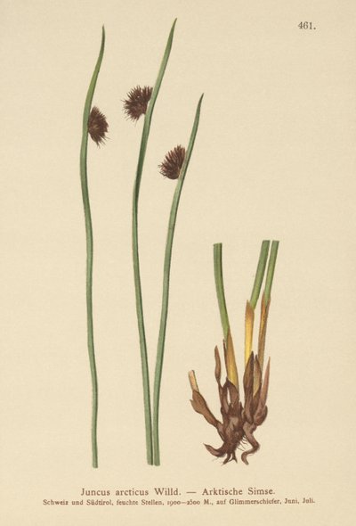 Arctic Rush (Juncus arcticus) by German School