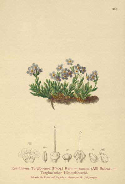 Arktik unutma beni (Eritrichium nanum, Eritrichium Terglouense) by German School