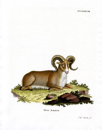 Argali (renkli gravür) by German School